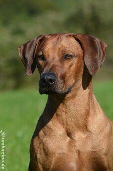 Thabo